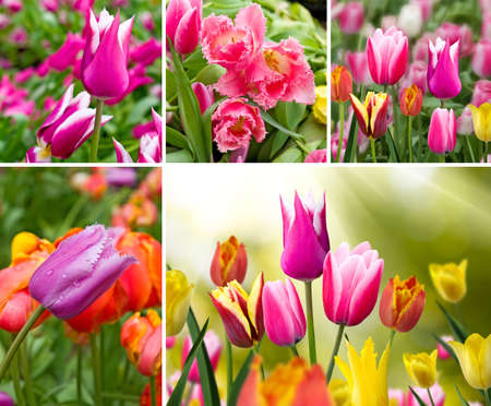 mix of beautiful flowers closeupの写真素材