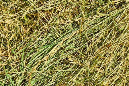 Image of dry grass closeupの写真素材