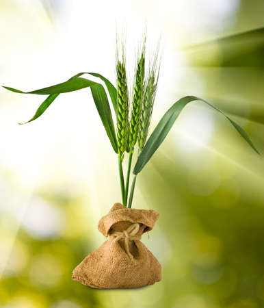Isolated image of wheat in bags on green backgroundの写真素材