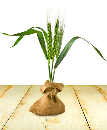 Isolated image of wheat in the sack on the tableの写真素材