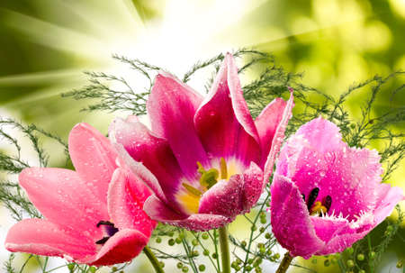 image of beautiful flowers of tulips in the garden closeupの写真素材