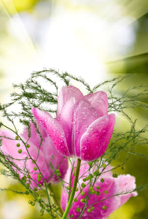 image of beautiful flowers of tulips in the garden closeupの写真素材