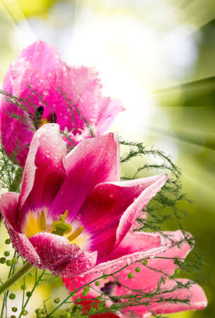image of beautiful flowers of tulips in the garden closeupの写真素材