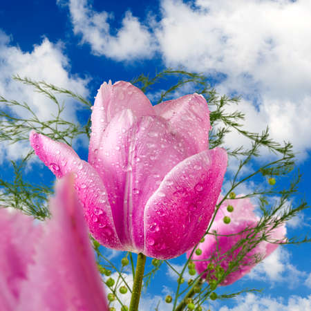 image of beautiful flowers of tulips in the garden closeupの写真素材