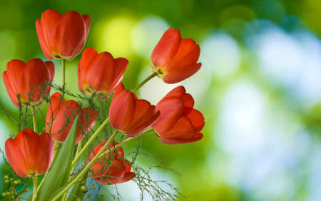 image of many beautiful tulips in the garden closeupの写真素材