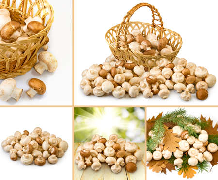 image of fresh mushrooms closeupの写真素材