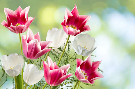 of beautiful flowers against the sun close-upの写真素材