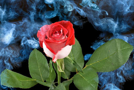 image of roses  against the smoke backgroundの写真素材