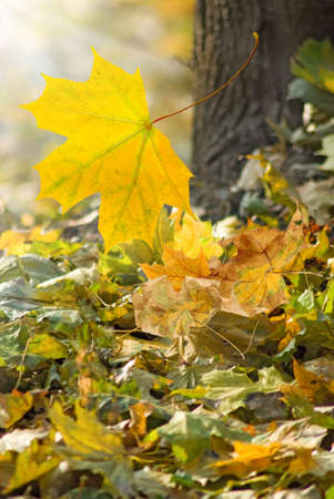 Image of leaves in the autumn park closeupの写真素材