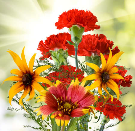 image of beautiful flowers in the garden on  sunlight backgroundの写真素材