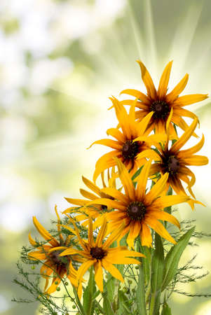 image of beautiful flowers in the garden on  sunlight backgroundの写真素材
