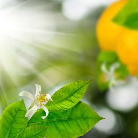 Image of lemon on a branch in a garden close-upの写真素材