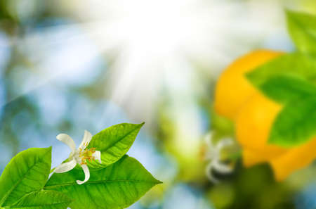 Image of lemon on a branch in a garden close-upの写真素材