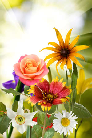 image of many flowers in the garden against the sunの写真素材