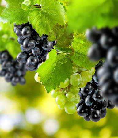 image of a bunch of grapes on a green backgroundの写真素材
