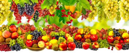 image of various ripe fruits in the garden close-upの写真素材