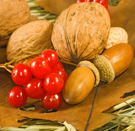 image of nuts and berries in autumn leaf close-upの写真素材