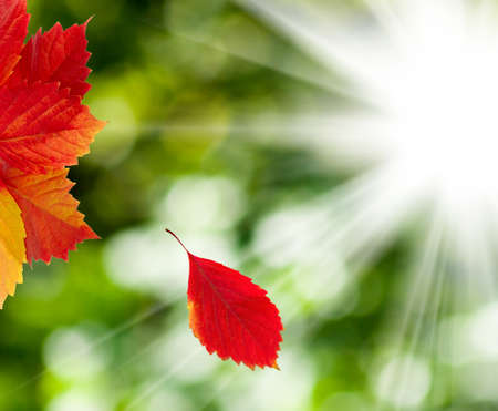 autumn leaves on a green backgroundの写真素材