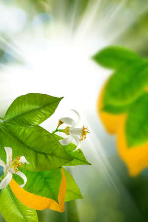 Image of lemon on a branch in a garden close-upの写真素材