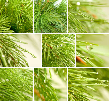 image of spruce branches with drops
