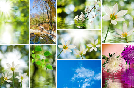 Image of different beautiful flowers in the garden close-up