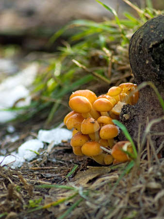 image of mushrooms in the forest closeup