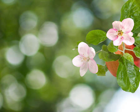 apple blossom in the garden on a green background