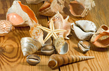 different seashell on a wooden table closeup