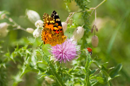butterfly on wildflowers in a garden closeupの写真素材
