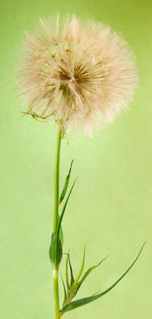 image of dandelion on a green backgroundの写真素材