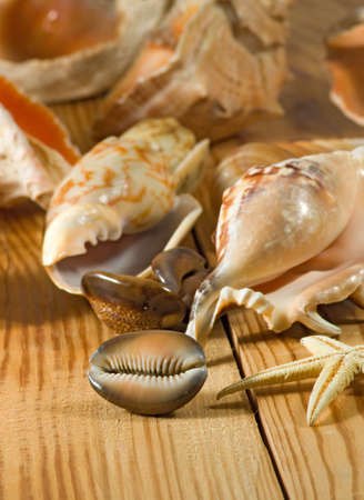 Image of different seashell on a wooden table close-upの写真素材