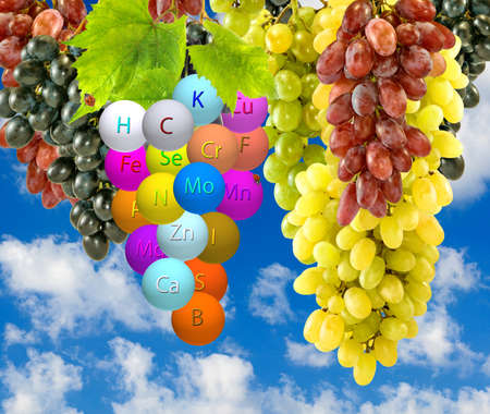 image of bunches of grapes against the skyの写真素材
