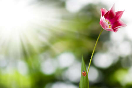 ladybug on a leaf in the garden against the sunの写真素材