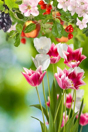 image of flowers and fruits in the garden closeupの写真素材