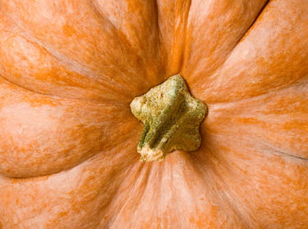 image of a ripe pumpkin close-upの写真素材