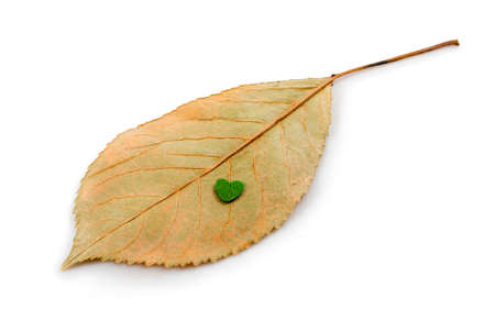 image of dried leaves on white background close-upの写真素材