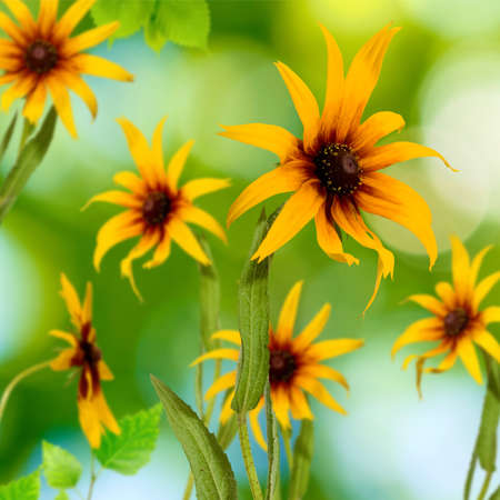 image of yellow flowers in the garden closeupの写真素材