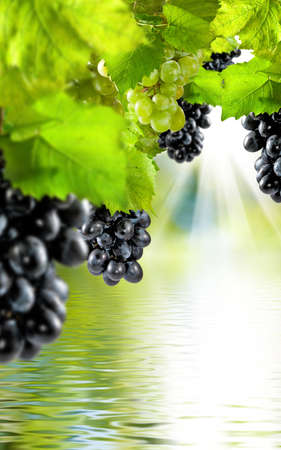 grape image above the water close-upの写真素材