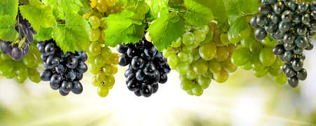Image of ripe grapes closeupの写真素材