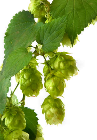 image of a branch of hops on a white background