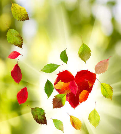Image of leaves in the autumn park close-upの写真素材