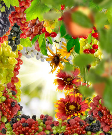 images of flowers and fruits in the garden closeupの写真素材