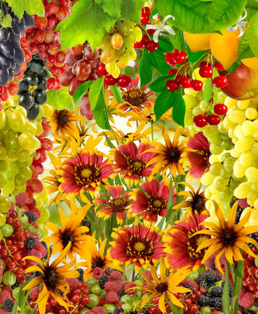 images of flowers and fruits in the garden closeupの写真素材