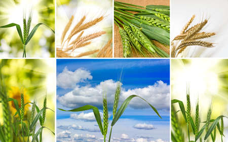 image of wheat in field closeupの写真素材
