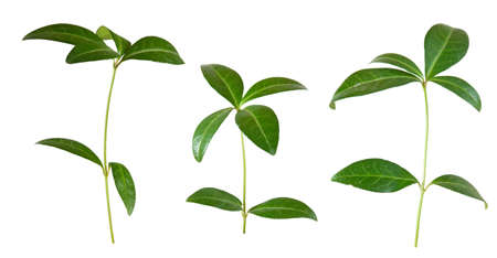 Isolated image of  plant on a white backgroundの写真素材