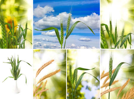 image of wheat in field closeupの写真素材