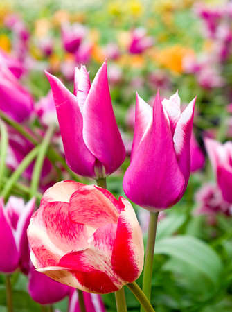 different beautiful flowers in park close-upの写真素材