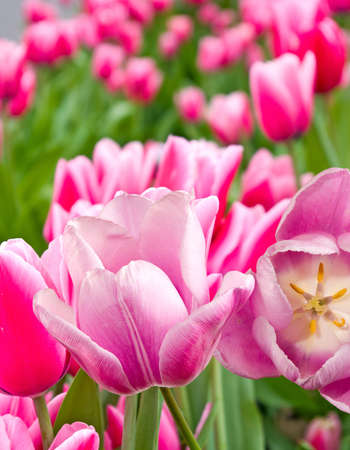 different beautiful flowers in park close-upの写真素材