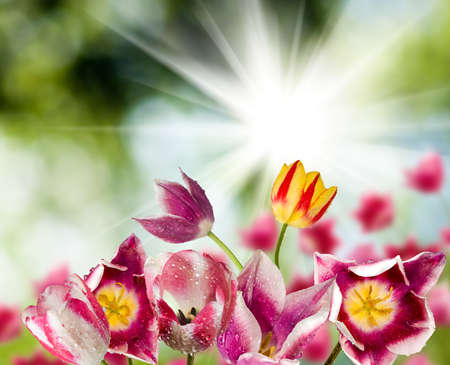 different beautiful flowers in park close-upの写真素材