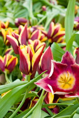 different beautiful flowers in park close-upの写真素材